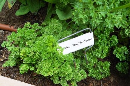 Parsley (curled leaf)
