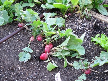 Radishes with foliage