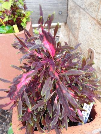 "Under the Sea" coleus