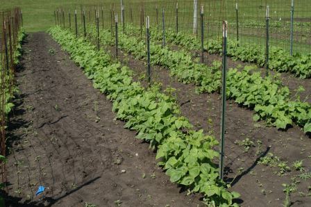 Bean Plants